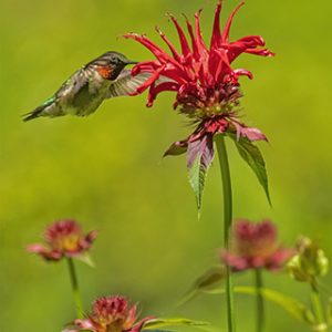 Male Ruby Throated Hummingbird