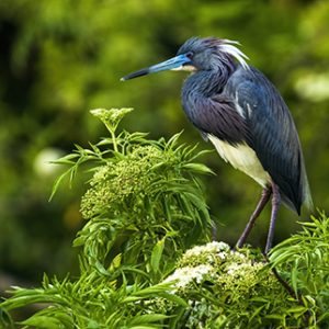 Tricolored Heron in the trees