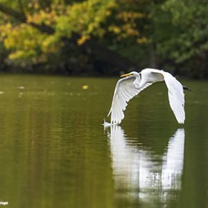 Egret Water Wing Tip