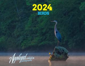 2024 Calendar Cover - Birds