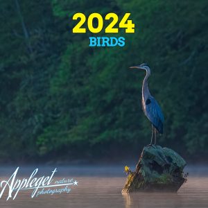 2024 Calendar Cover - Birds