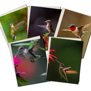 Composite of 5 Humming Bird Cards