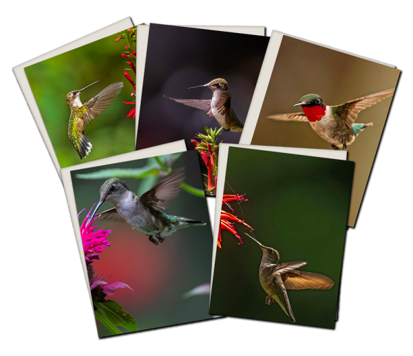 Composite of 5 Humming Bird Cards