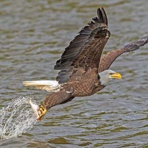 Eagle gets his Breakfast