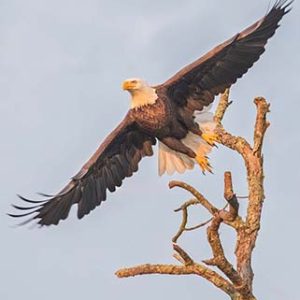 Eagle Tree Launch
