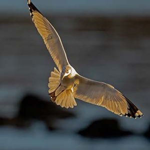 Herring Gull