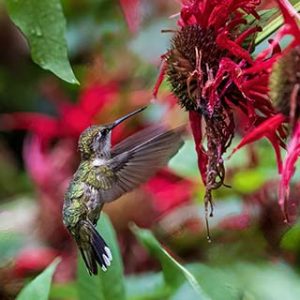 Young Male Ruby Throated