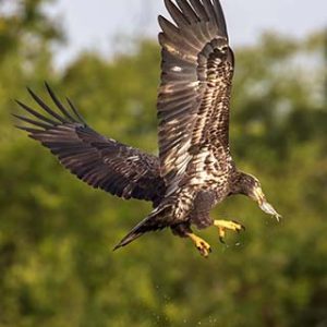Juvenile Eagle Eats on the Fly