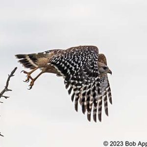 Red Shouldered Hawk