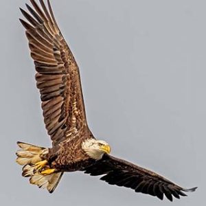 Soar Like an Eagle