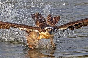 Osprey with Breakfast