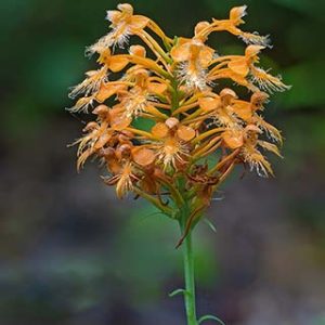 Yellow Fringed Orchid