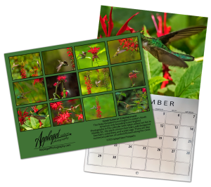 Back Cover & Sample Month