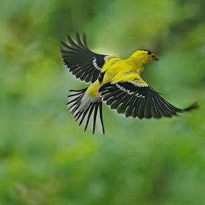 Finch in Flight