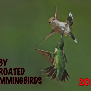 Front Cover Hummingbird calendar
