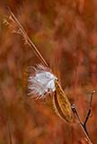 Autumn Milk Weed