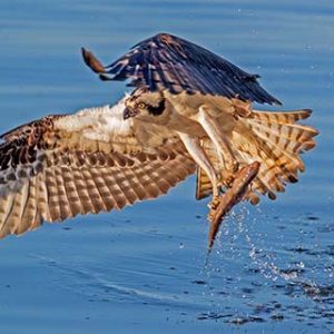 Osprey Catch