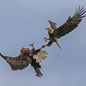 Eagle Fight